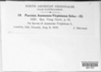 Puccinia anemones-virginianae image